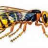 SavageWasp