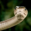 Black Mamba